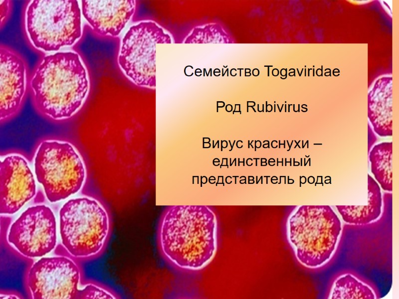 Семейство Togaviridae  Род Rubivirus  Вирус краснухи –  единственный представитель рода